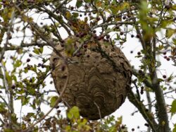 Vous avez un nid de frelons asiatiques ? Contactez-nous !