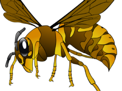 Vous avez un nid de frelons asiatiques chez vous ?